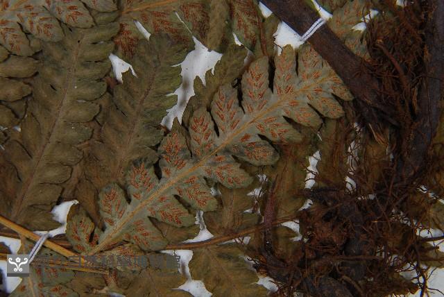 登錄號:P011395藏品圖，第5張