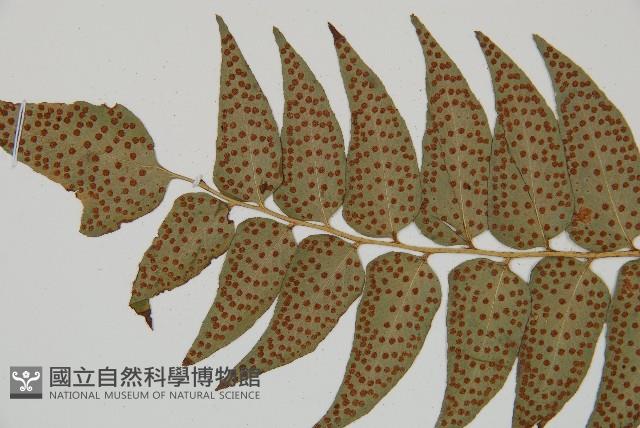 貫眾蕨藏品圖，第5張