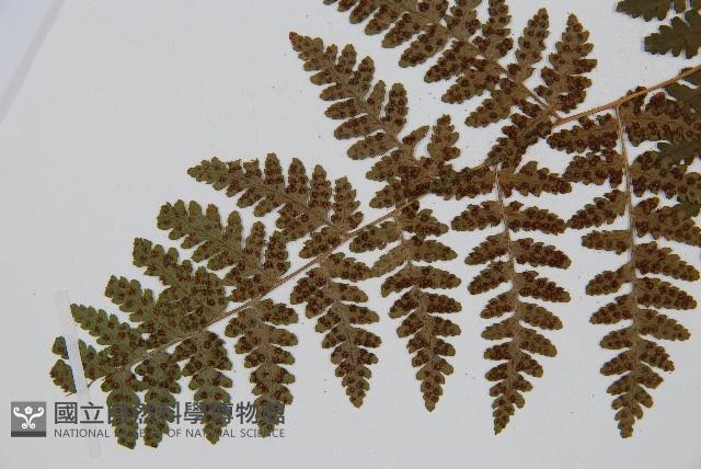 中華鱗毛蕨藏品圖，第5張