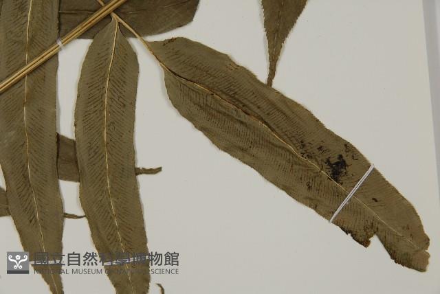 華鳳丫蕨藏品圖，第5張