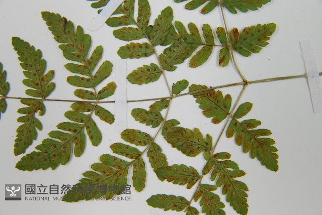 細裂羽節蕨藏品圖，第5張