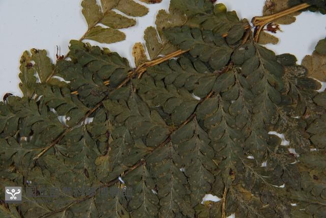 團羽鱗蓋蕨藏品圖，第5張