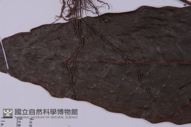 沙皮蕨藏品圖，第5張