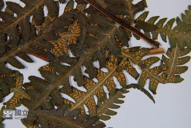 登錄號:P003895藏品圖，第5張