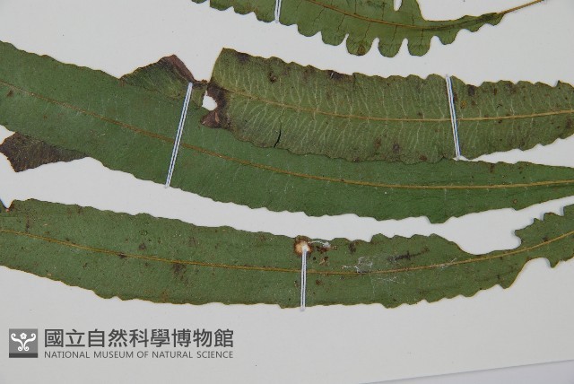 錫蘭雙蓋蕨藏品圖，第5張