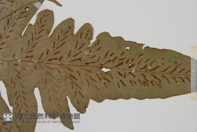 網脈雙蓋蕨藏品圖，第5張