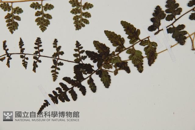 宿蹄蓋蕨藏品圖，第5張