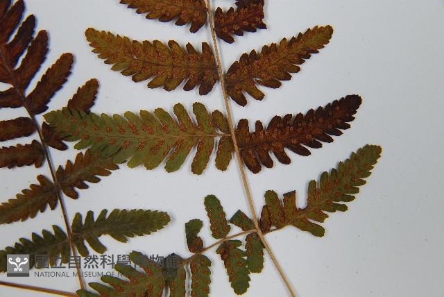 羽節蕨藏品圖，第5張