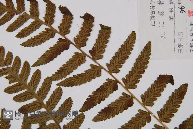 薄蓋短腸蕨藏品圖，第8張