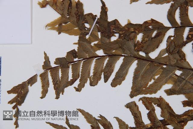單邊鐵角蕨藏品圖，第3張