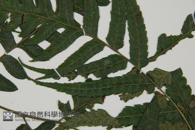 廣葉鋸齒雙蓋蕨藏品圖，第4張