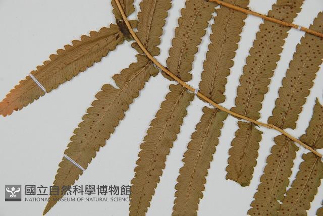 桫欏鱗毛蕨藏品圖，第4張