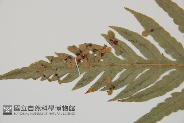 臺灣狗脊蕨藏品圖，第4張