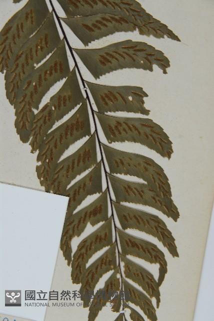 剪葉鐵角蕨藏品圖，第5張