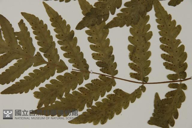 薄葉擬肋毛蕨藏品圖，第5張