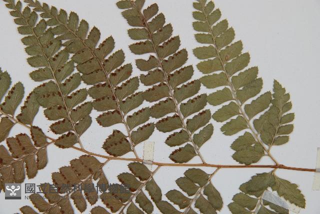 斜方複葉耳蕨藏品圖，第4張