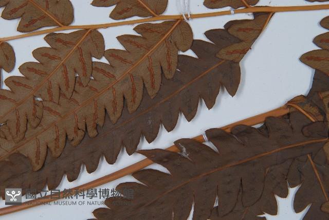 日本狗脊蕨藏品圖，第5張