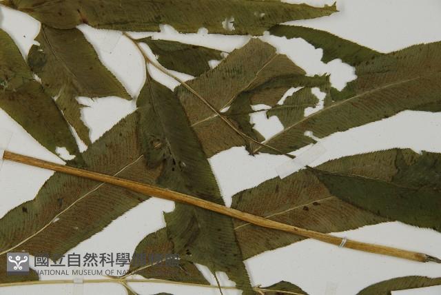 華鳳丫蕨藏品圖，第5張