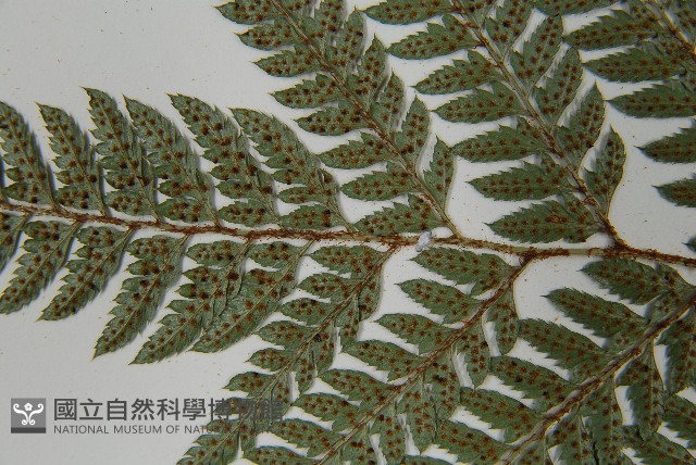 細葉複葉耳蕨藏品圖，第5張
