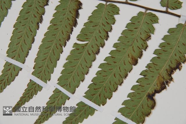 深山雙蓋蕨藏品圖，第5張