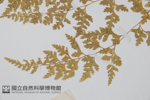 溪洞碗蕨藏品圖，第4張