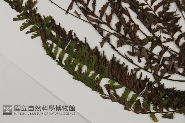 鞭葉鐵線蕨藏品圖，第5張