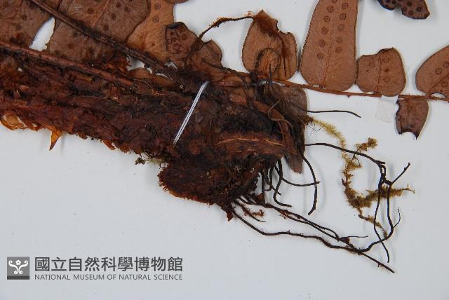 低頭貫眾藏品圖，第5張