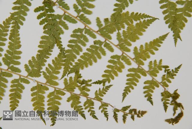熱帶鱗蓋蕨藏品圖，第5張