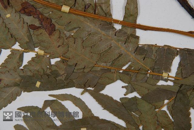 淡綠短腸蕨藏品圖，第5張