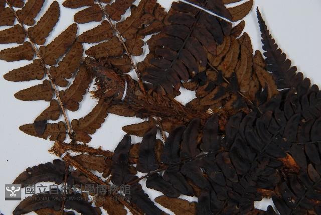 闊鱗鱗毛蕨藏品圖，第5張