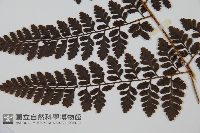 哈氏假複葉耳蕨藏品圖，第5張