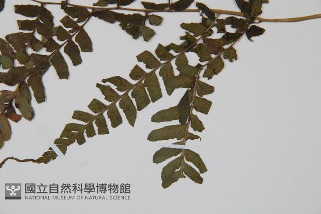 華中蹄蓋蕨藏品圖，第3張