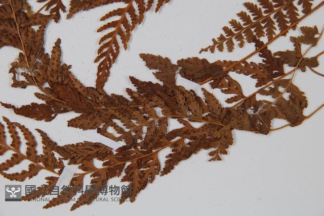 細毛碗蕨藏品圖，第5張