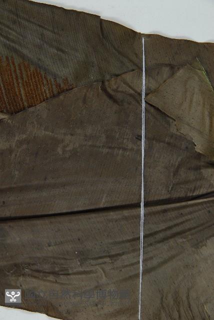 臺灣山蘇花藏品圖，第5張