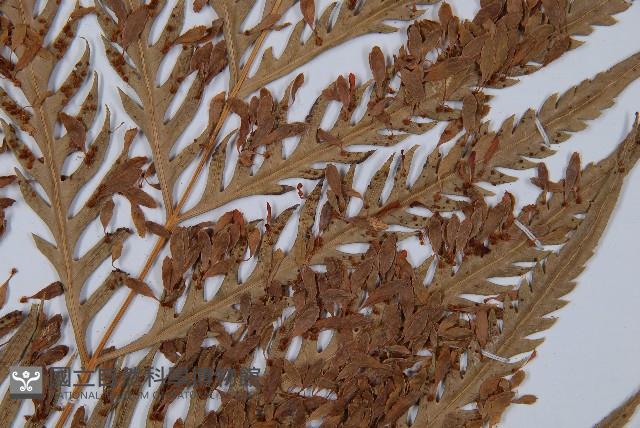 臺灣狗脊蕨藏品圖，第3張