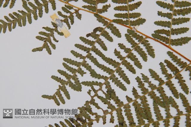 Accession Number:P000435 Collection Image, Figure 5, Total 5 Figures