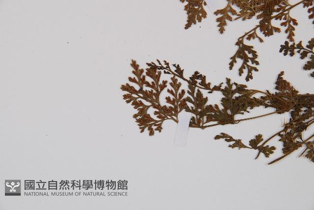 小葉鐵角蕨藏品圖，第5張