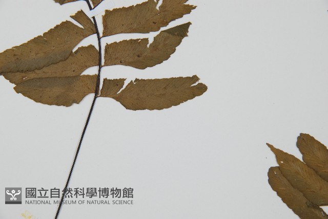 單邊鐵角蕨藏品圖，第5張