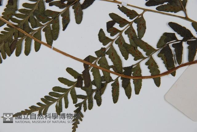 華中蹄蓋蕨藏品圖，第3張