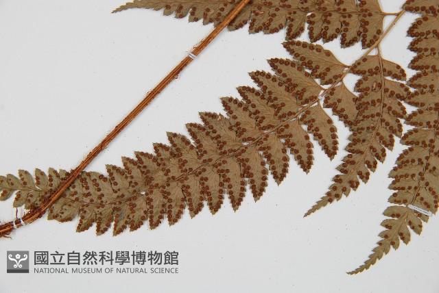 斜方複葉耳蕨藏品圖，第4張