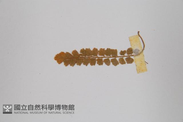 綠柄鐵角蕨藏品圖，第5張