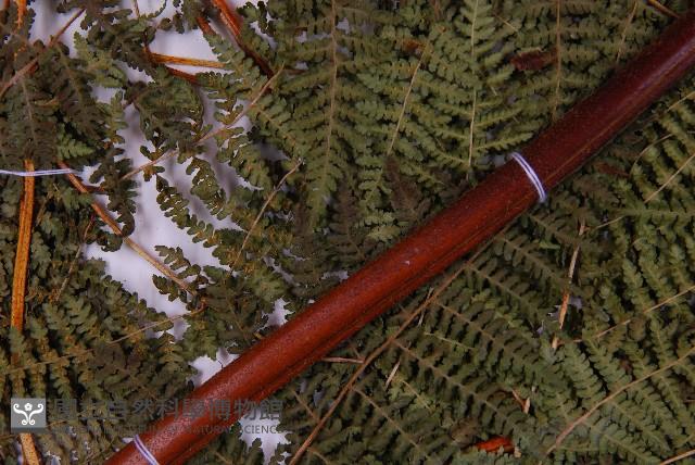 細葉姬蕨藏品圖，第5張