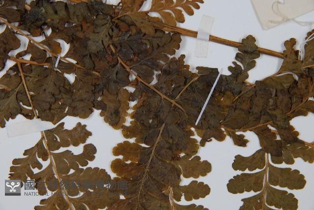 台灣鱗蓋蕨藏品圖，第5張