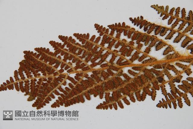 密毛鱗毛蕨藏品圖，第5張