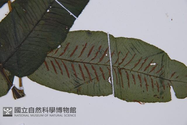 腸蕨藏品圖，第5張