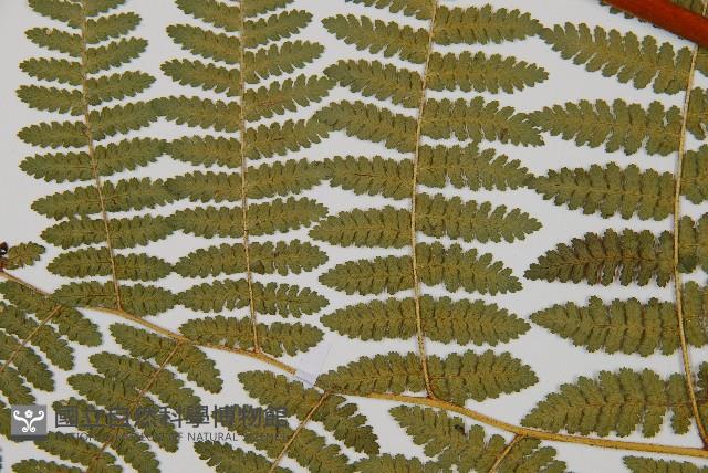 細葉姬蕨藏品圖，第5張