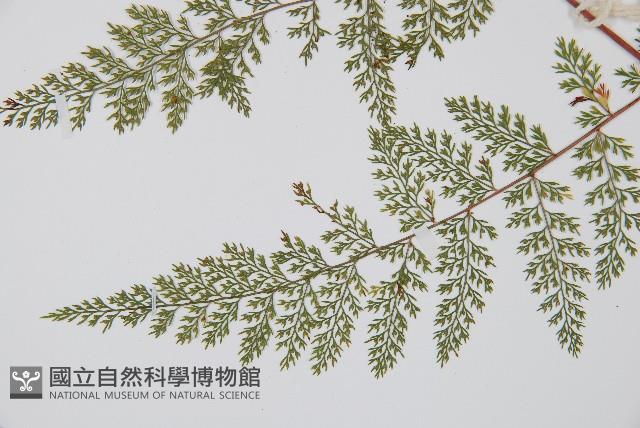小膜蓋蕨藏品圖，第5張