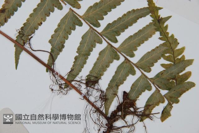 邊緣鱗蓋蕨藏品圖，第4張