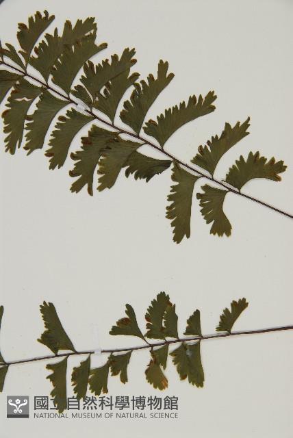 Accession Number:P000165 Collection Image, Figure 5, Total 5 Figures