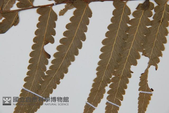 邊緣鱗蓋蕨藏品圖，第5張